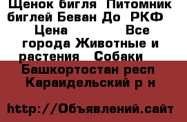 Щенок бигля. Питомник биглей Беван-До (РКФ) › Цена ­ 20 000 - Все города Животные и растения » Собаки   . Башкортостан респ.,Караидельский р-н